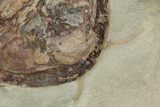 Two Colorful Asaphid Trilobites With Antennae - Fezouata Formation #356948-2